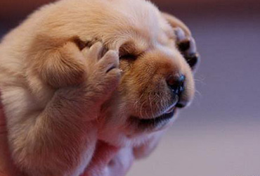 为大家推荐一些救助狗狗便秘的方法,仅供参考