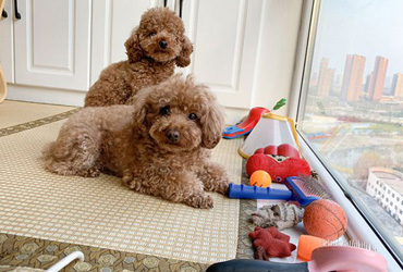 在微商手上买宠物用品能够信得过吗?