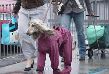 雨天遛狗要谨慎,必备宠物用品要带上